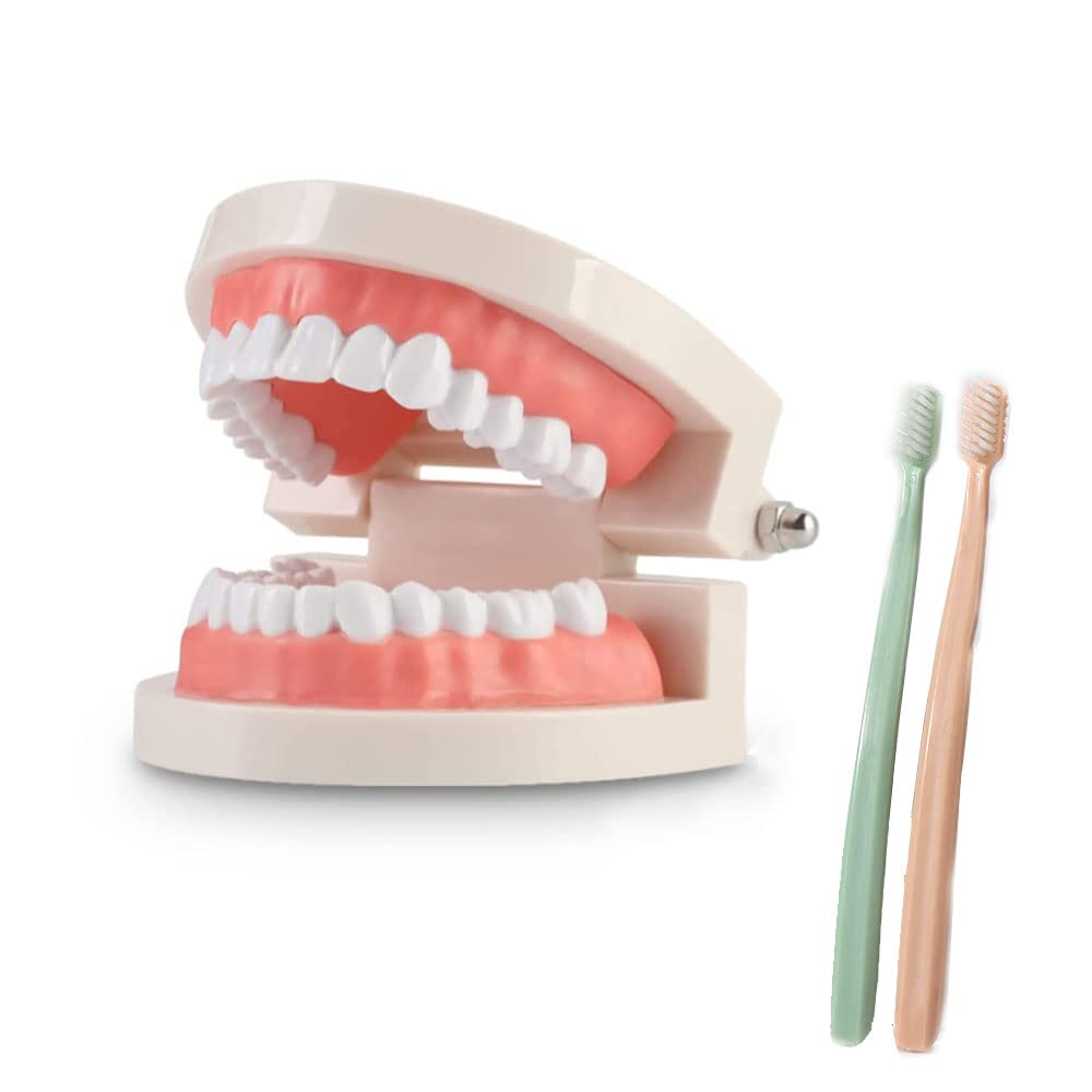 JSQJ Modèle de dents Modèle dentaire de Démonstration Standard pour l'enseignement dentaire ou les soins buccaux, Enseignement des Enfants, avec 2 Brosses à Dents