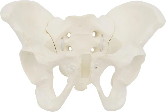 SUCHUANGUANG Modèle de Bassin féminin de Taille, modèle Amy Flexible, modèle Amical pelvien d'os de Hanche pour Sage-Femme Scientifique Eon