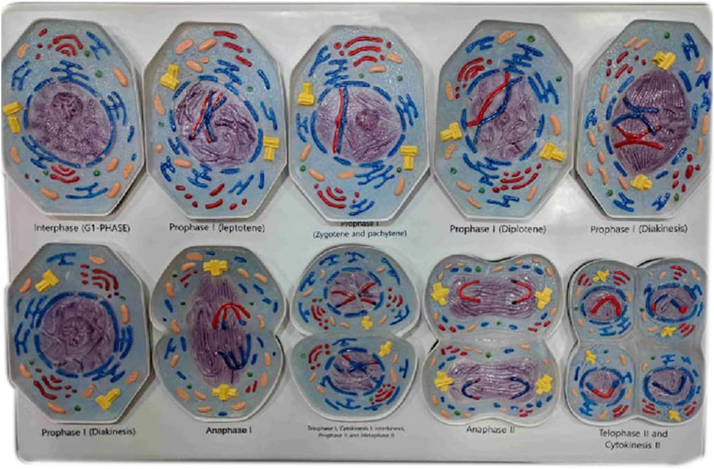 UIGJIOG Modèle de mésiose de la Cellule 10 pièces, Structure cellulaire Taxonomie Modèle Anatomique, Affichage de la scène de Division cellulaire pour Affichage d'étude Modèle médical d'enseignement