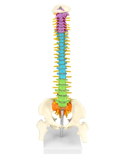 QWORK® Modèle de colonne vertébrale flexible avec nerfs spinaux, bassin et fémurs, Modele anatomique colorée pour les étudiants en médecine et les médecins - 45cm
