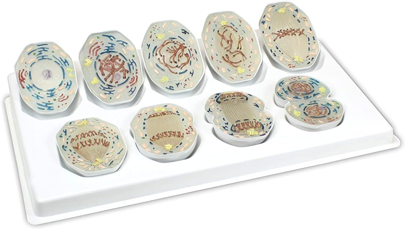 UIGJIOG Mitose Animale 3D Modèle 9 Mitose Démonstration Biologie Biologie La Division des cellules de Classe Affichez Les cellules mammifères à Un élargissement de 10 000x