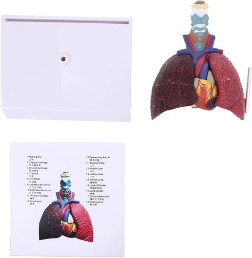 SZYDD Outil d'enseignement de l'anatomie du système respiratoire humain grandeur nature